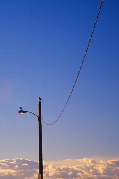 Bird and Wire